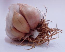 Bunlar ektiğimiz karanfiller: kafadan ayrılan küçük soğancıklar