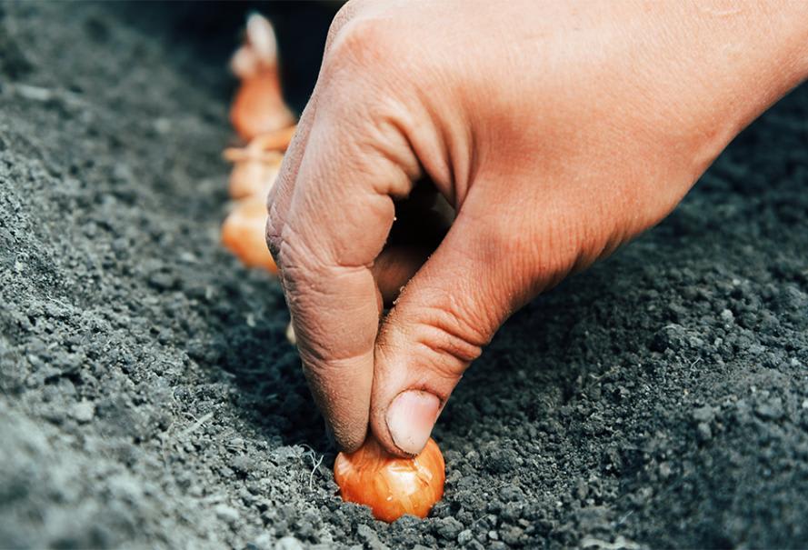 Arpacık soğanı ekin