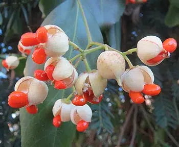 Euonymus japonicus