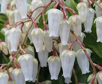 Pieris japonica