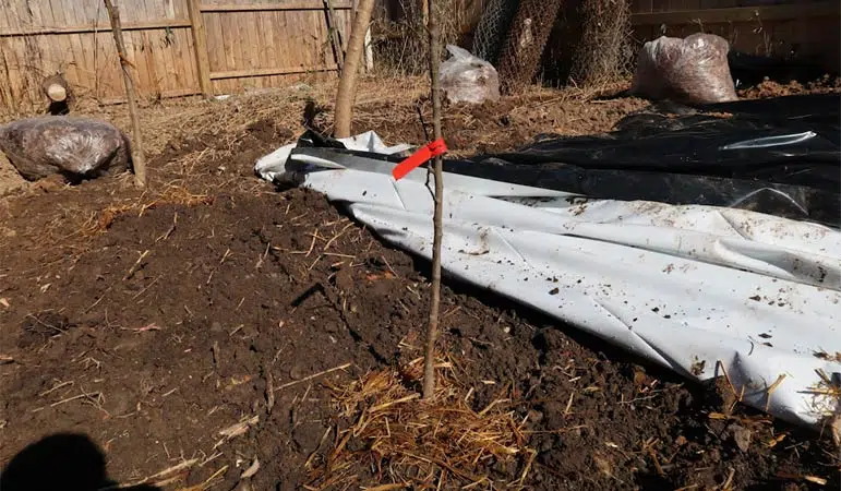 Kıştan korumak için hafif malçlanmış Gala elma ağacı (Malus Domestica 'Gala').