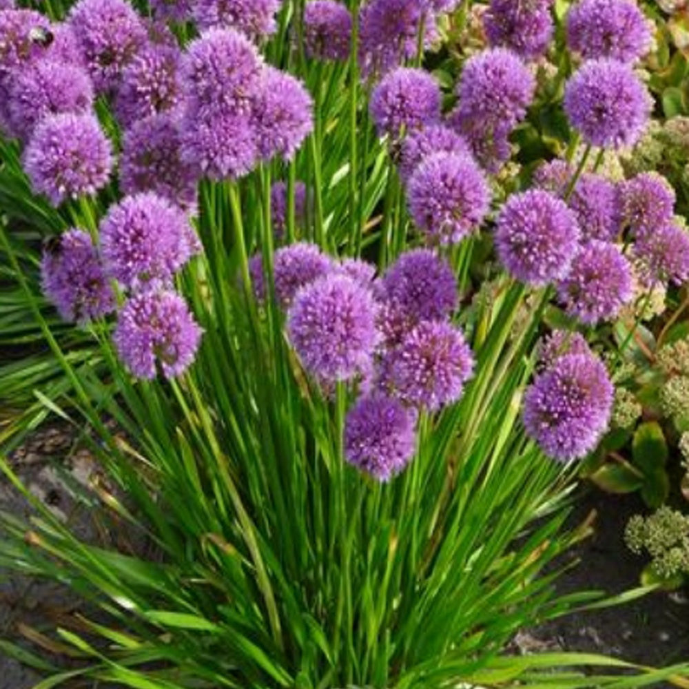 3 Süs sarımsağı Millenium - Allium Millenium - Willemse