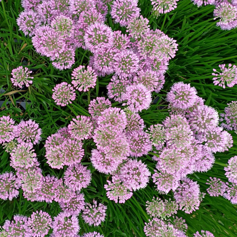Allium Millenium - 3 Süs sarımsak Millenium - Çok yıllık çiçekler