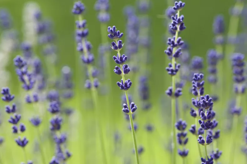 Lavandula angustifolia 'Açık mavi' A. Petzold Lavandula angustifolia 'Açık mavi'