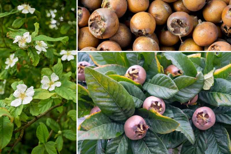 muşmula hasadı konservesi nasıl yenir