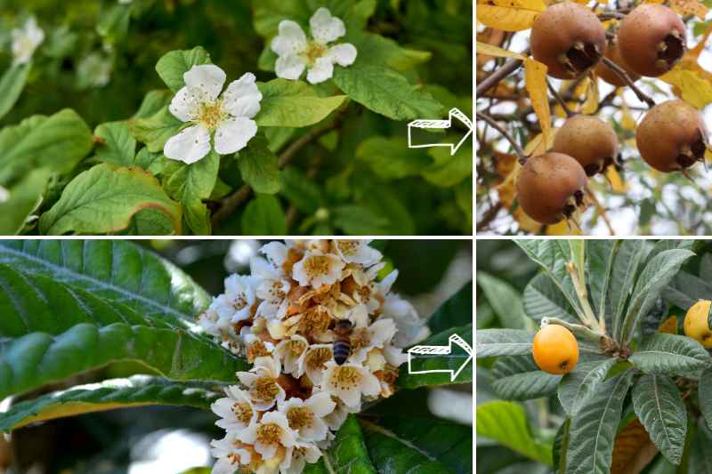 Eriobotrya ve Mespilus