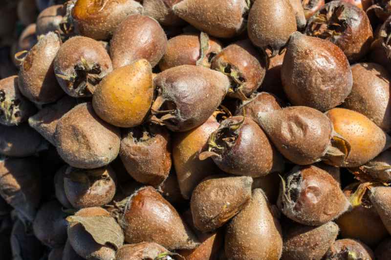 muşmula ne zaman olgunlaşır