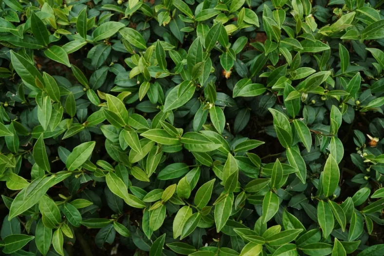 CHANG XIN YU çay bitkisinin faydaları -ShutterStock Çay bitkisinin faydaları