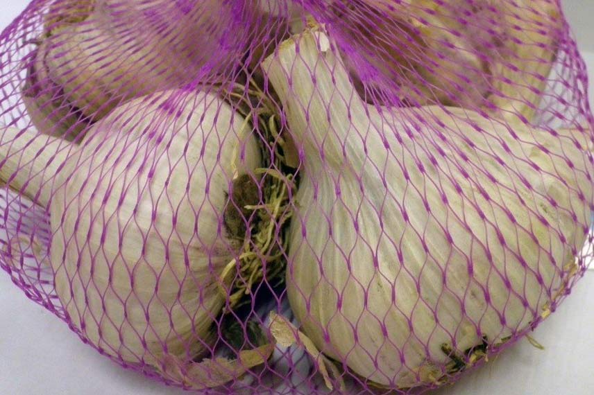 Beyaz sarımsak 'Messidrome' (Allium sativum)