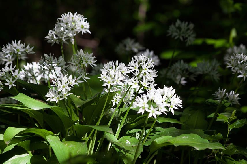Yabani sarımsak (Allium ursinum)