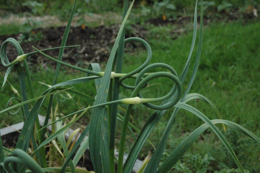 Rocambola sarımsağı (Allium scorodoprasum)