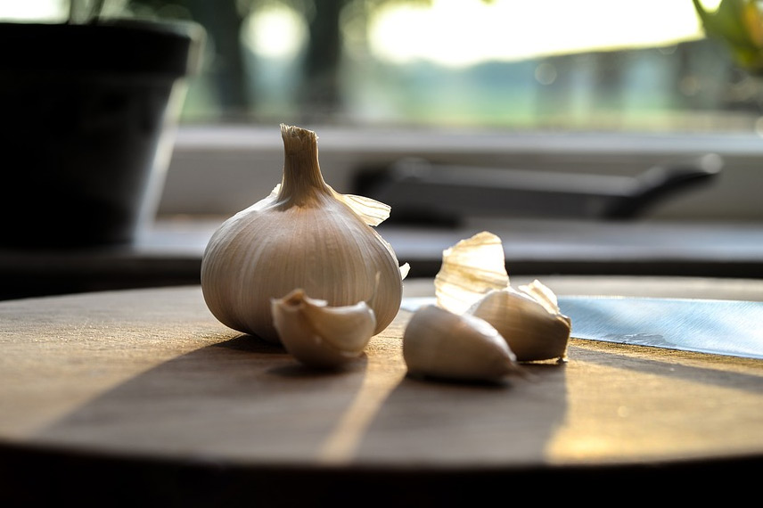 Pembe sarımsak 'Printanor' (Allium sativum)