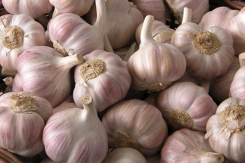 Tarn bölgesinden pembe sarımsak (Allium sativum)