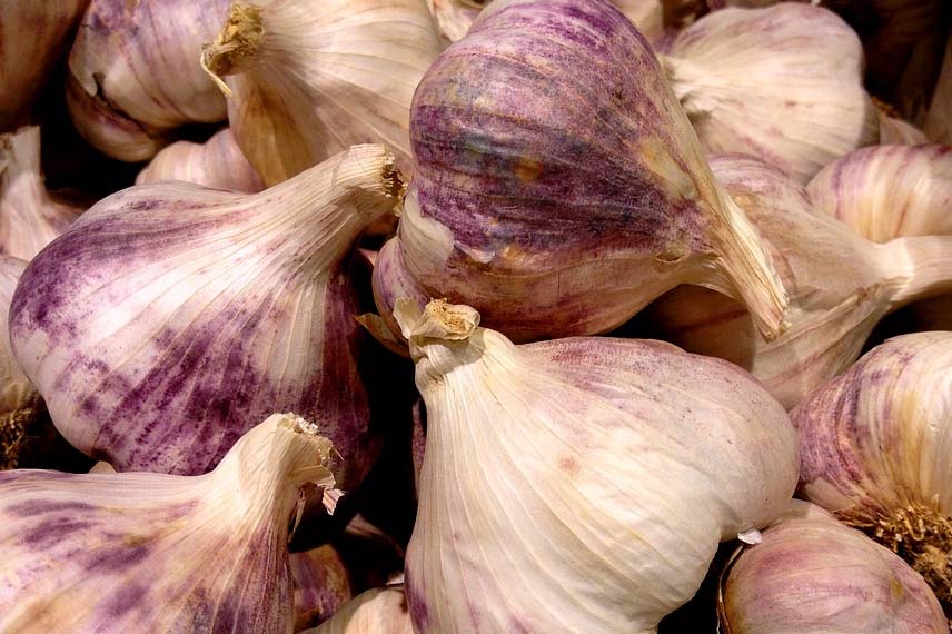 Mor sarımsak 'Germidour' (Allium sativum)