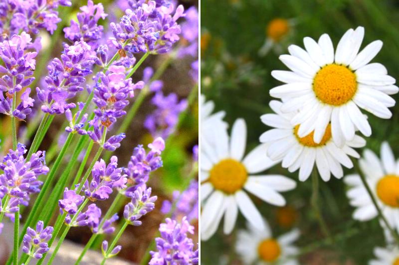 gerçek lavanta ve Roma papatyası