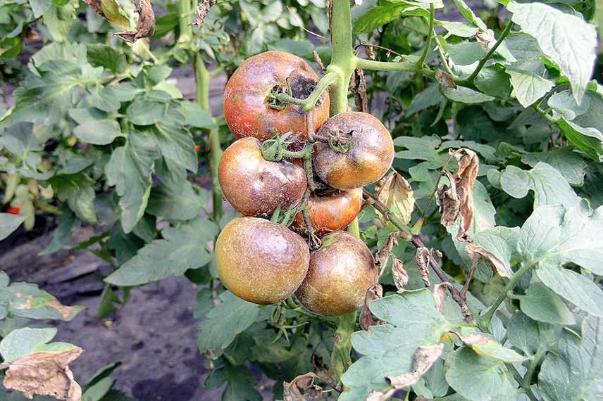 Domates bitkisi, hastalık nedeniyle saldırıya uğradı.