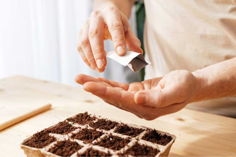 Patlıcan tohumu nasıl ekilir?