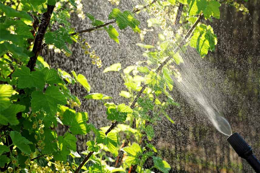 Sarımsak gübresi kullanmak