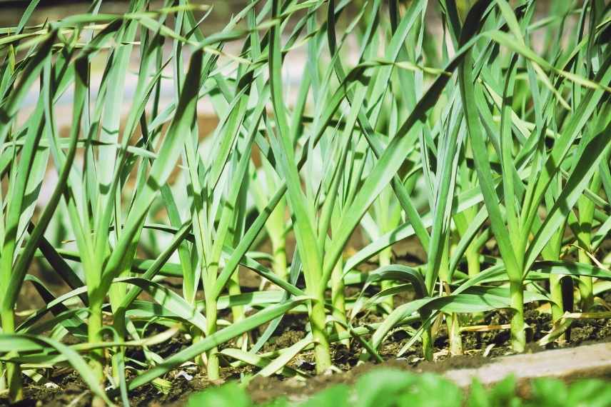 Hastalık önlemede sarımsak