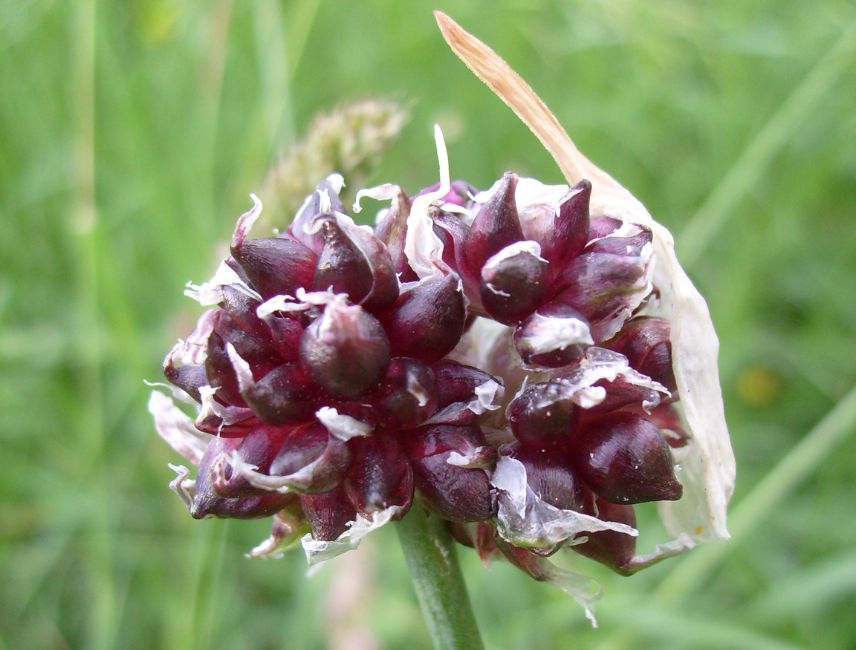 Rocambol sarımsak hasadı