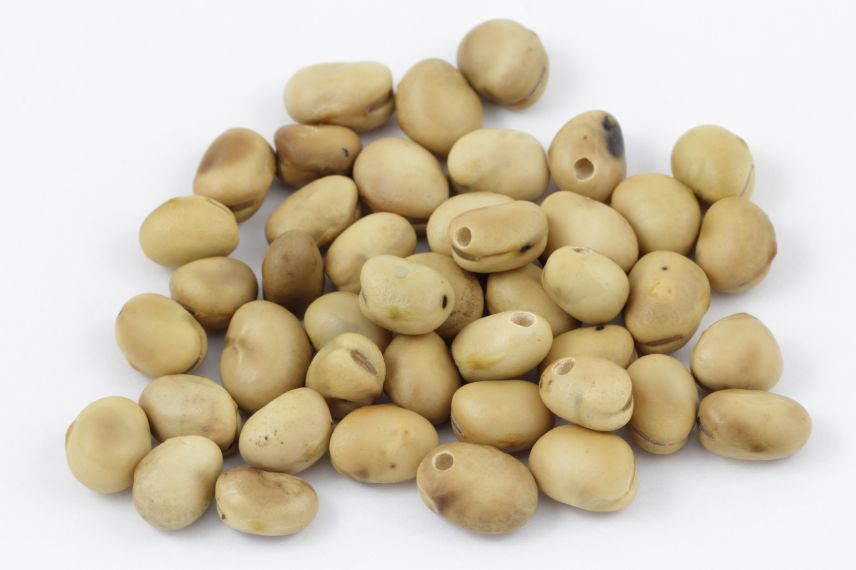 parazitik belirtiler