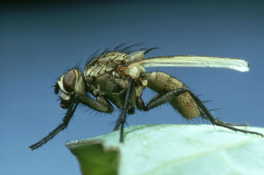 sarımsak zararlıları