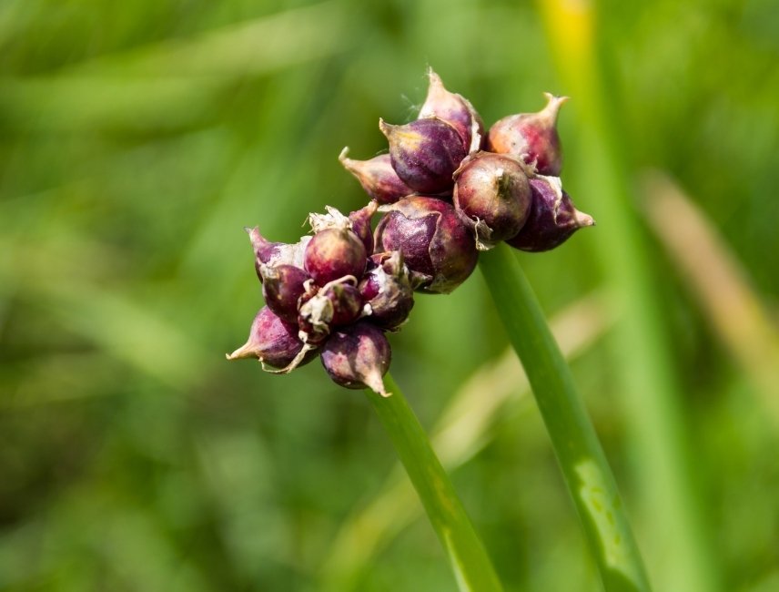 Rocambole sarımsak ve soğan tarlası