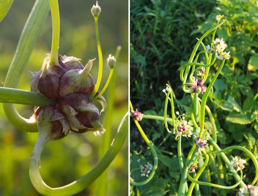 Rocambole soğan yetiştiriciliği