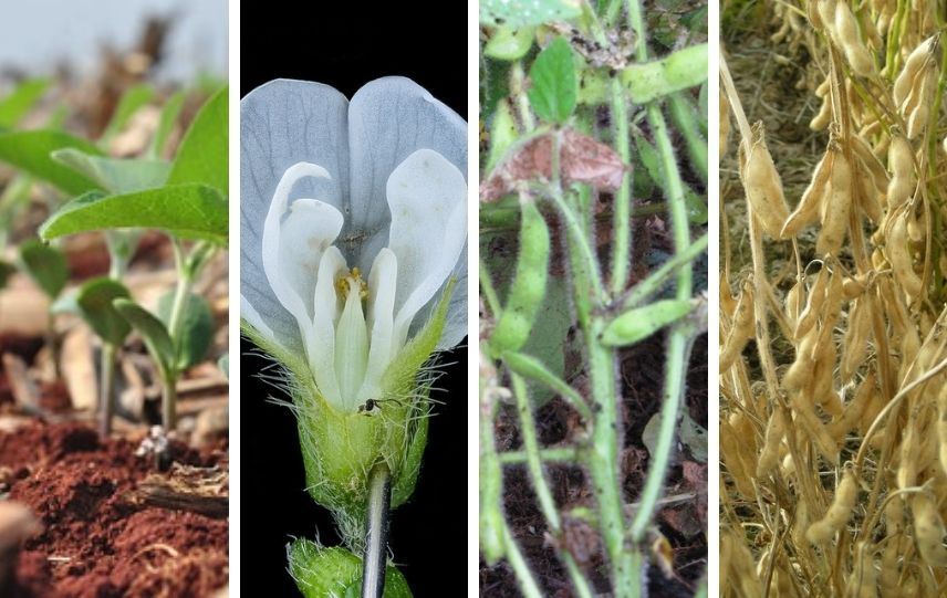 soya glisin maksimum