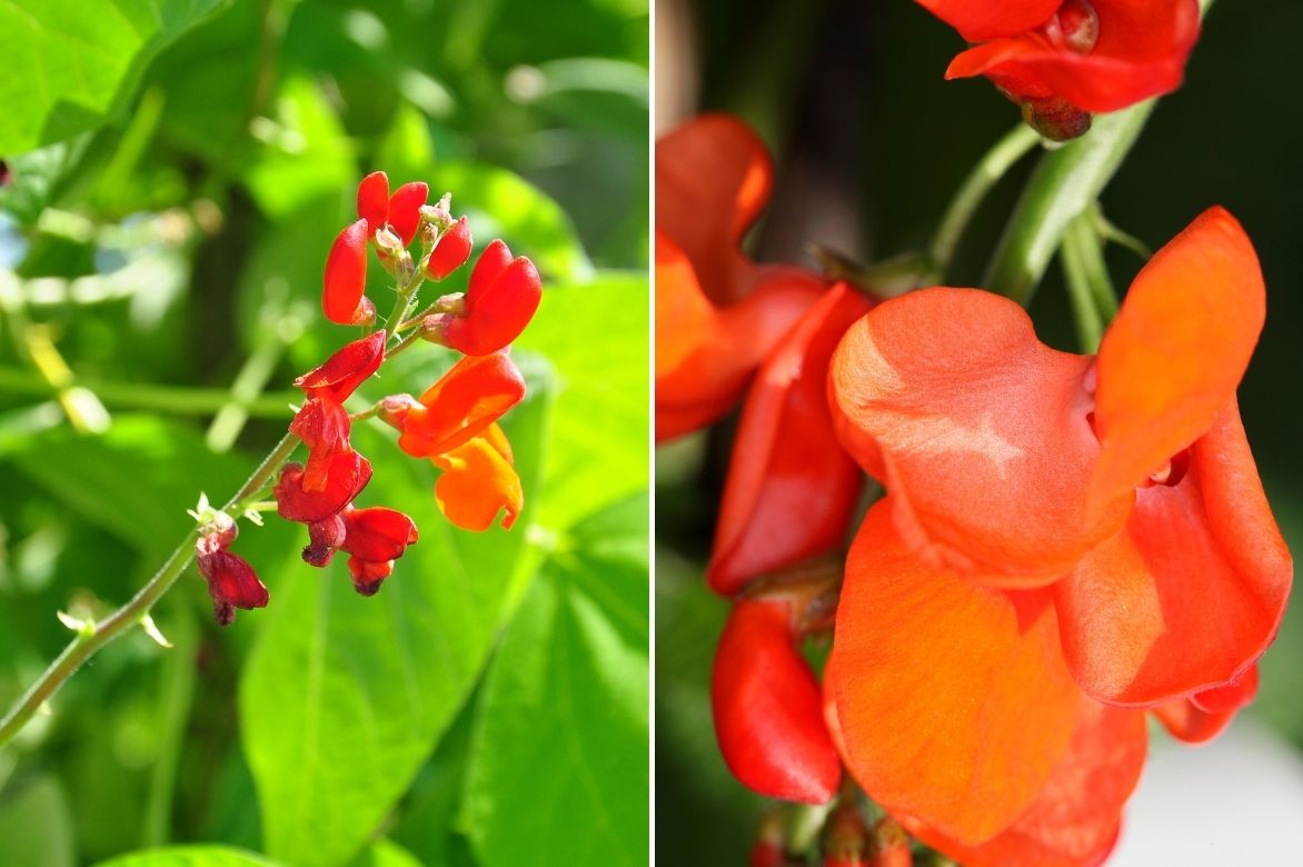 Koşucu fasulye - phaseolus coccineus