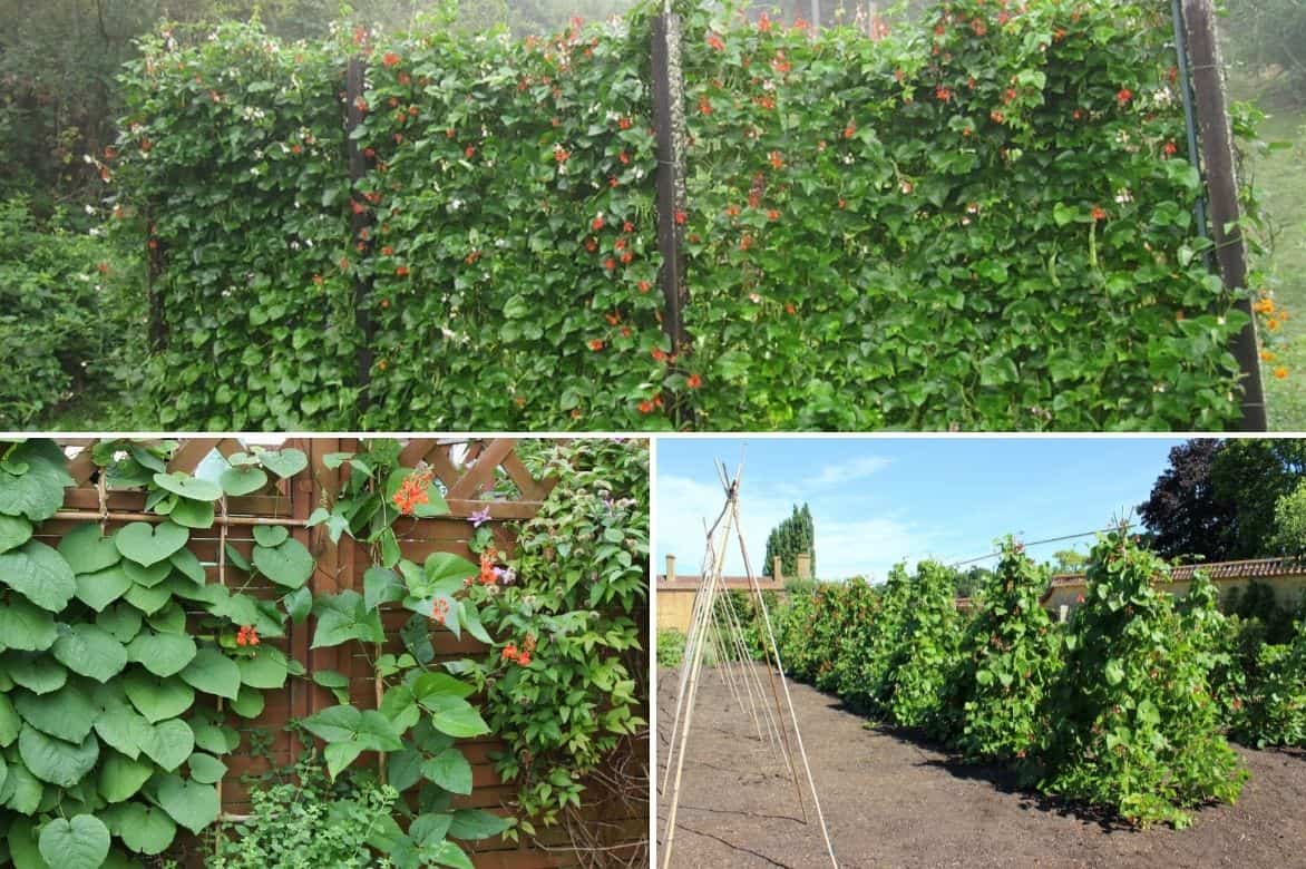 Koşucu fasulye - phaseolus coccineus