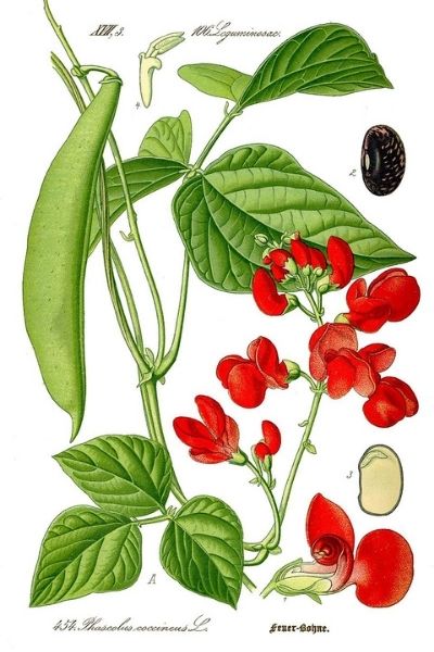 Koşucu fasulye - phaseolus coccineus